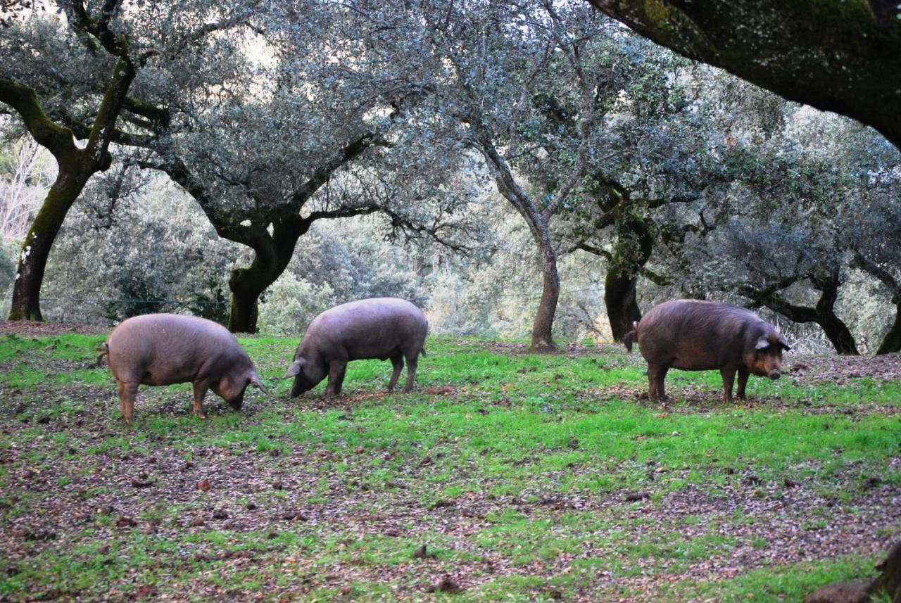 El Alojamiento Rural De Peter Aracena Ngoại thất bức ảnh